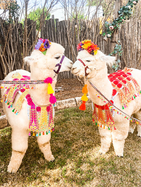 Alpacas in Texas Hill Country